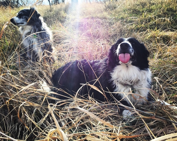 I asked my dogs if I could take their picture and this was their reaction