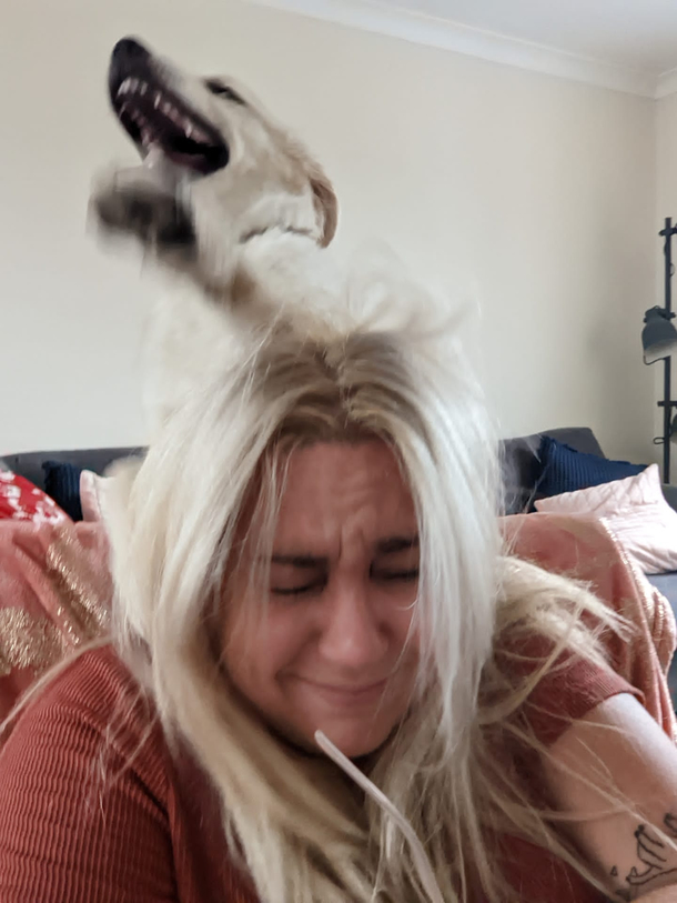 I asked my sister how shes getting on with her new puppy  this was the reply