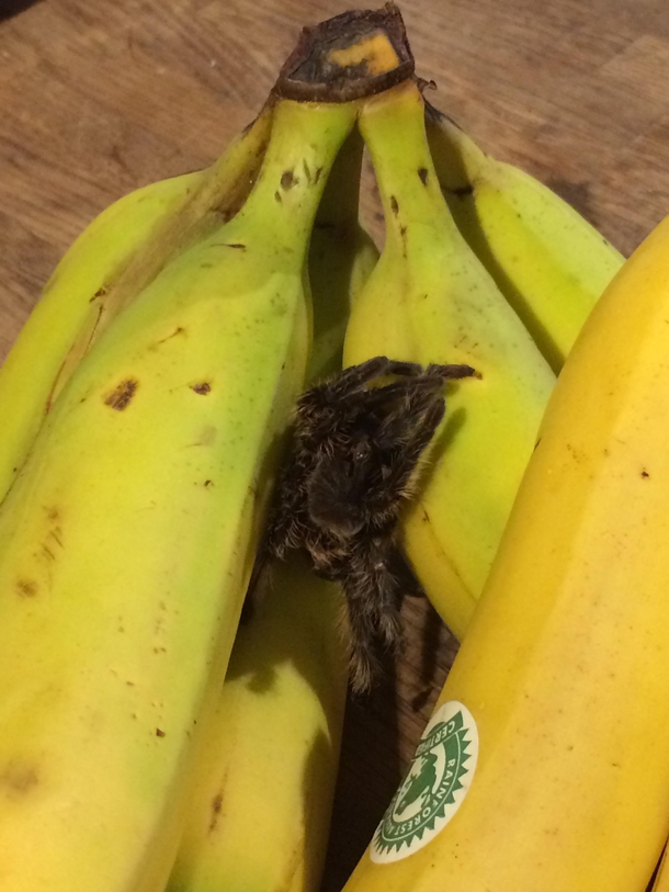 I asked the kind lady at the pet shop for a shed tarantula skin to put amongst the bananas to scare my husband