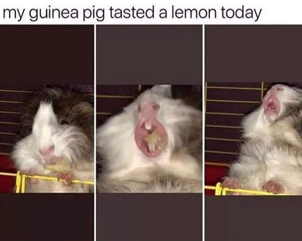 I assume it didnt enjoyed it