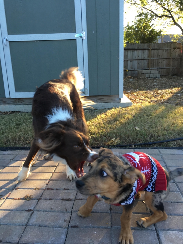 I attempted to take a nice picture of my dog for Christmas cards Instead I managed to capture the exact start of a play fight