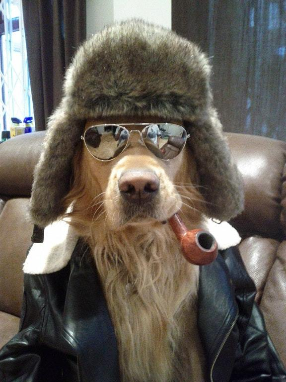 I bet this dog knows where to buy some coke