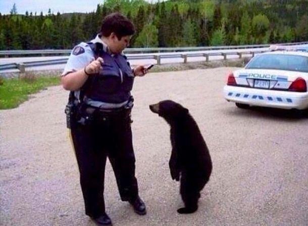 I bet you wouldnt have pulled me over if I was a polar bear