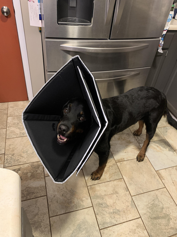 I bought a large soft cone for Samson I Had no idea it was the size of a small tent