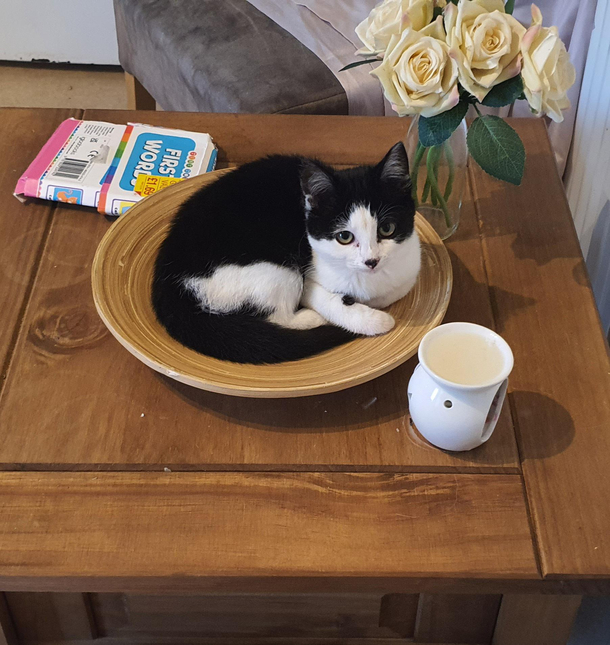 I bought a new cat bowl today