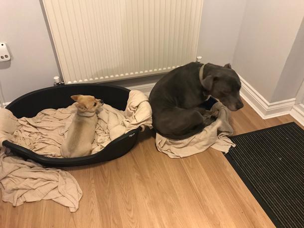 I bought my dogs some new beds