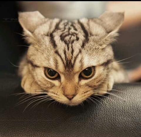I call him Mr Pussy Head