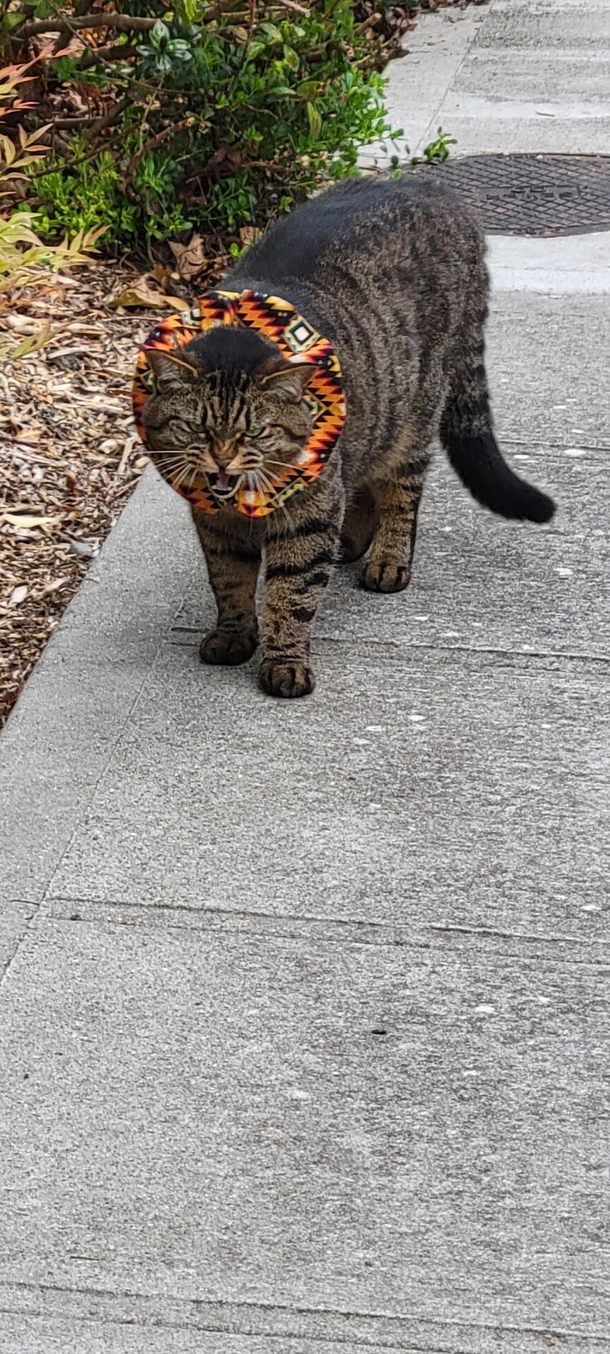 I came across this beast while walking my dog this morning Im thankful to say that both my dog and I were able to escape unharmed