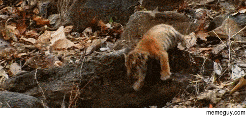 I can make it if I just gently put my paw h- ohshitbuggerpisstwatbollocks