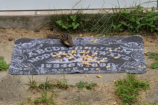 I can now speak with the dead but all they do is beg for nuts
