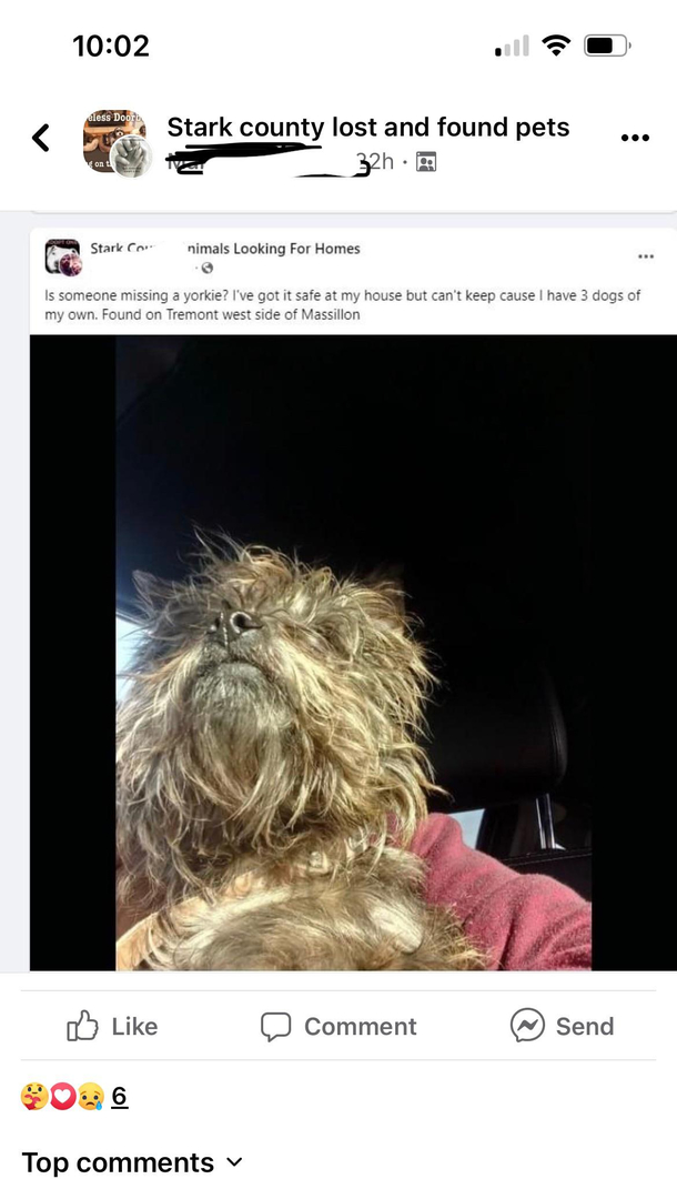 I cant be the only one who sees a look-a-like Chewbacca on my local pet Facebook group right I mean it even looks like there is that brown thing around his chest Happy side note The owner was found