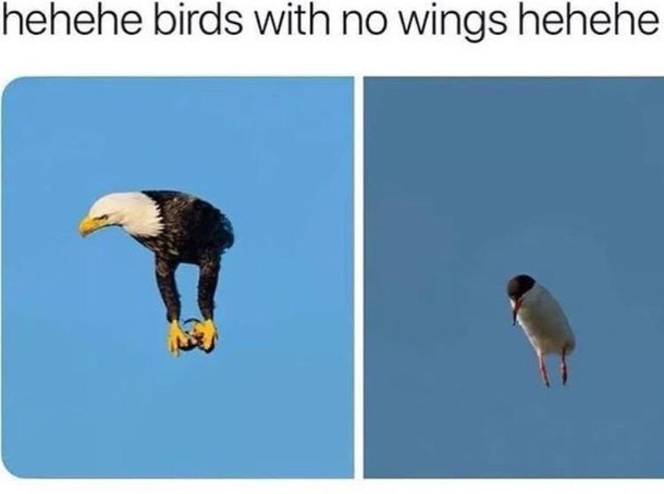 I cant believe how funny this looks