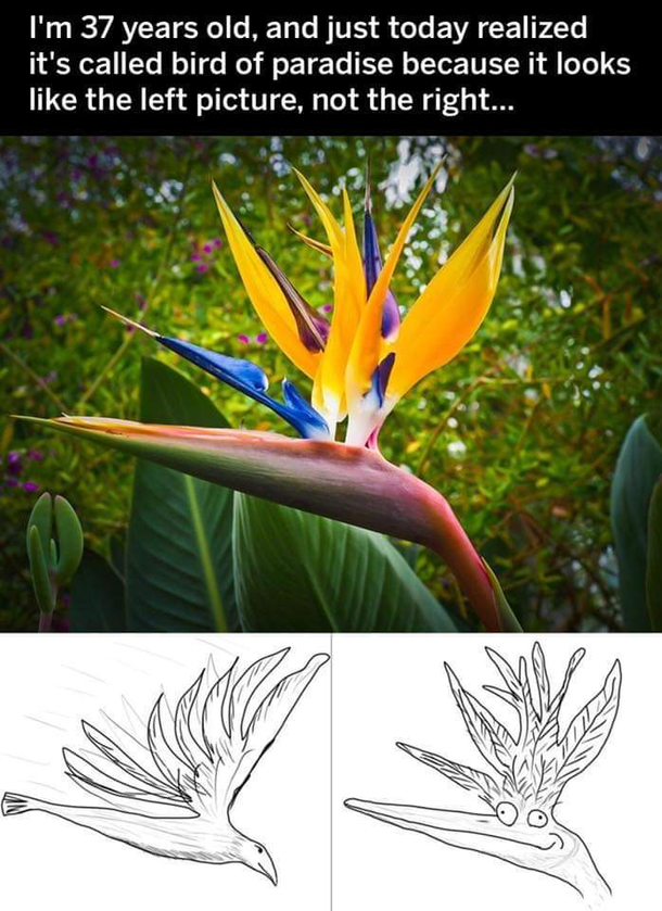 I cant believe I always envisioned the wonky bird on the right Lol