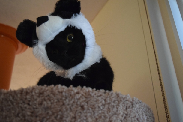 I cant believe I even questioned whether or not an  cat-sized panda hat was a good investment or not