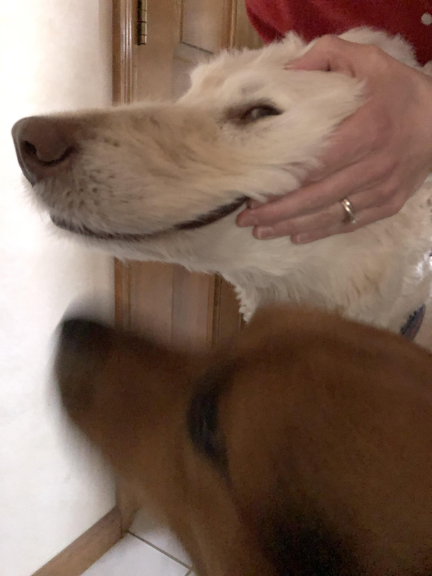 I cant even with my dog 