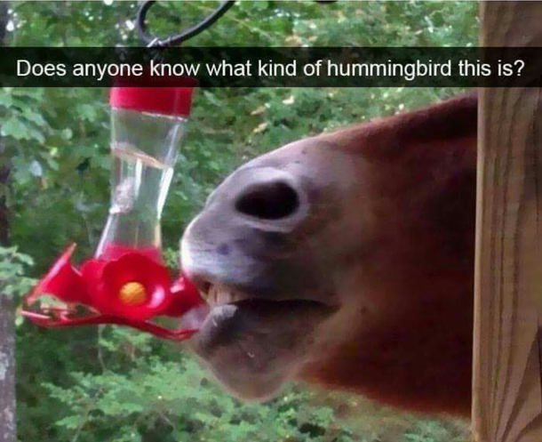 I cant find this one in the bird book