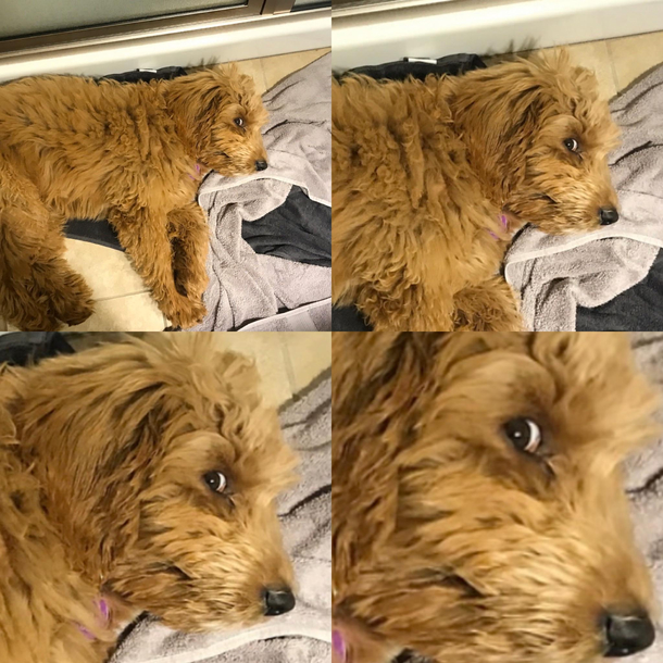 I cant stop laughing at this picture of my dog