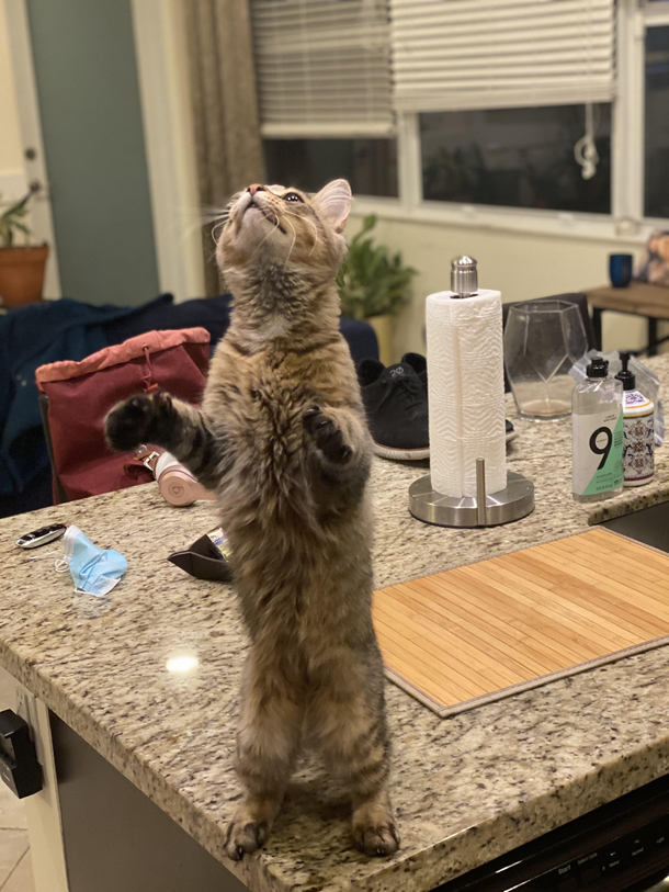 I cant stop laughing at this picture of my kitten