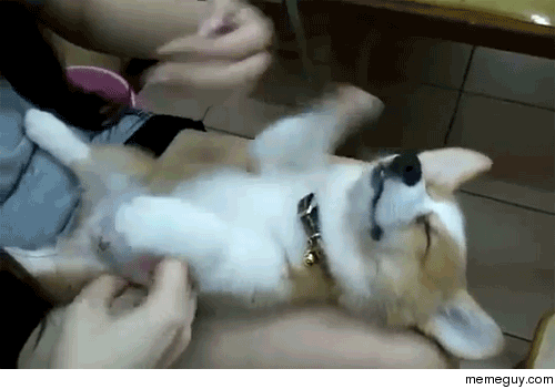I cant stop watching this puppy