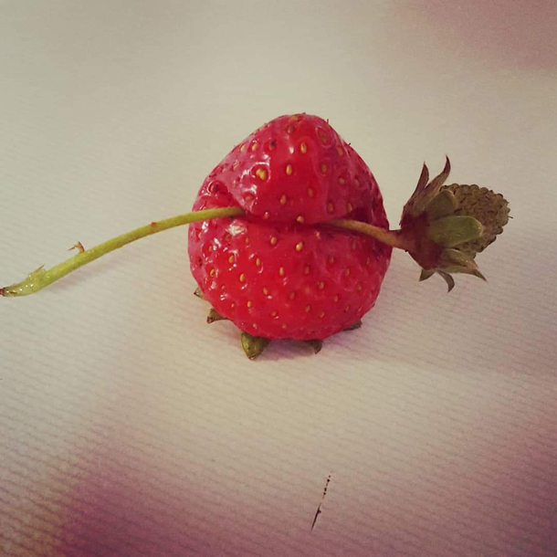 I cant tell if this strawberry is seducing me or eating its young