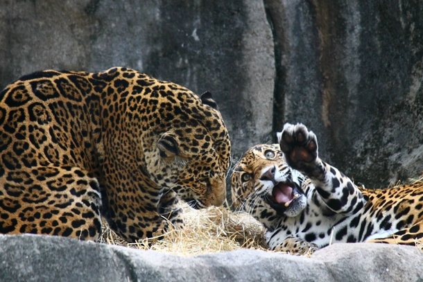 I cant think of a title Just look at the jaguar
