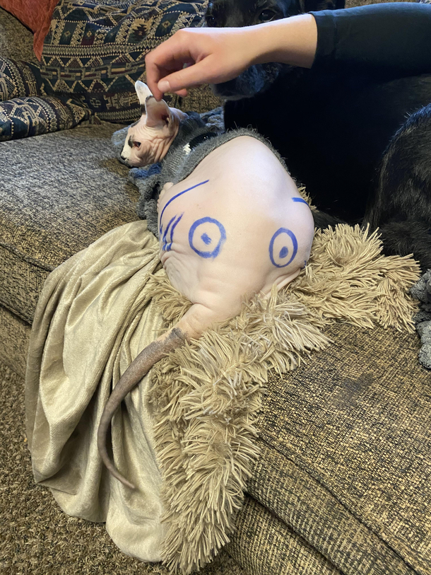 I cant wait to have a day off so I can be productive turns cat butt into elephant