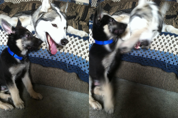 I captured the exact moment my puppy smacked my older dog for being happy