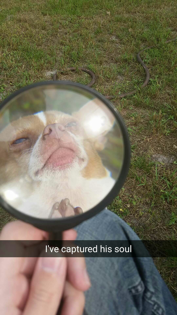 I captured the perfect picture of my dog