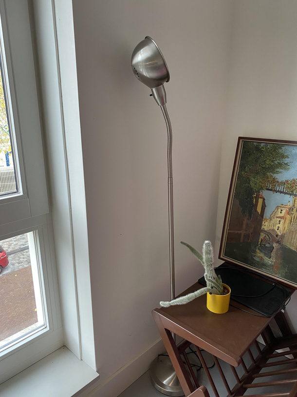 I caught my cactus whom I nursed from just a wee little prickly thing to this trying to escape my house Spoilt little prick