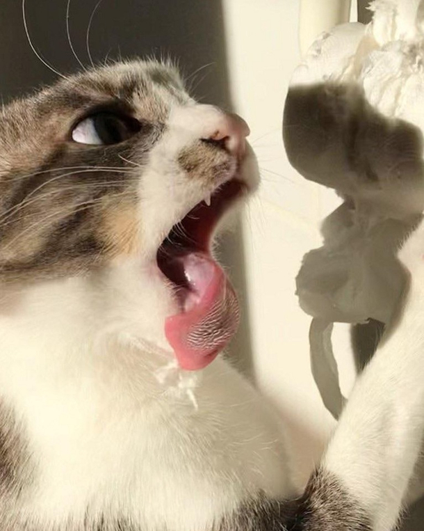 I caught my cat in the act of attacking a roll of toilet paper