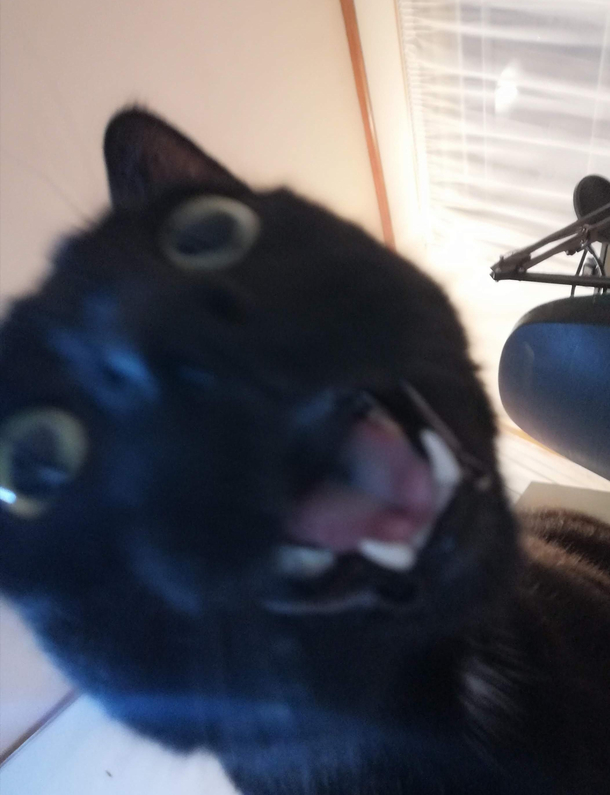 I caught my cat mid meow and she looks terrifyingly derpy