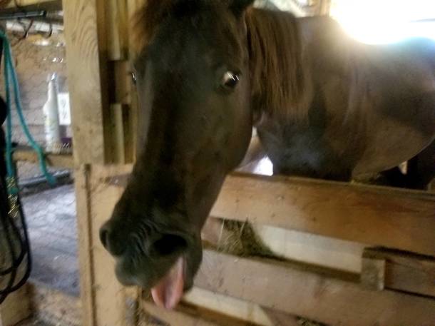 I caught my horse mid yawn
