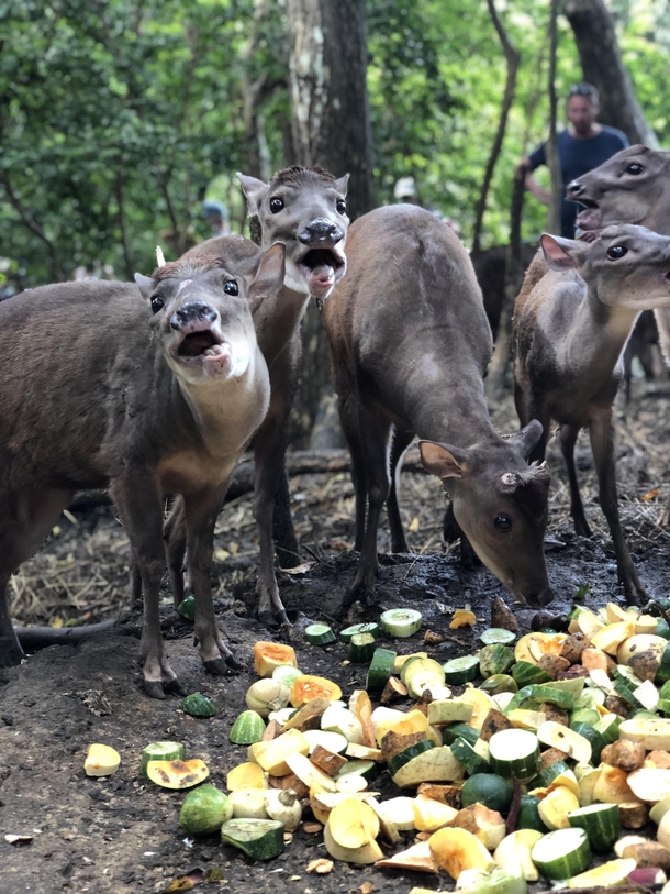 I Caught These Deer Eating at the Perfect Time