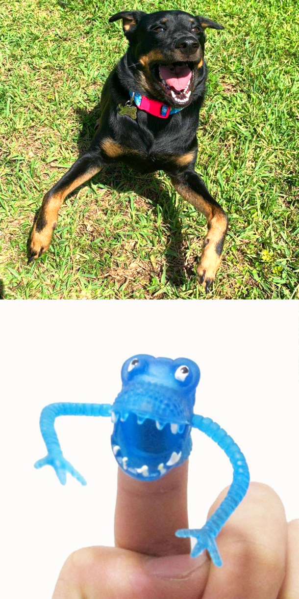 I couldnt quite put my finger on what this photo of my dog reminded me of until just now