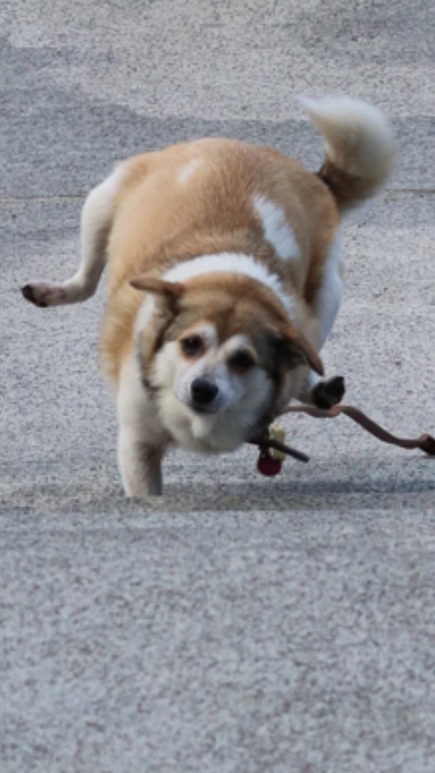 I did a photo shoot with my best friends shibas yesterday and randomly got thisI cant stop laughing 