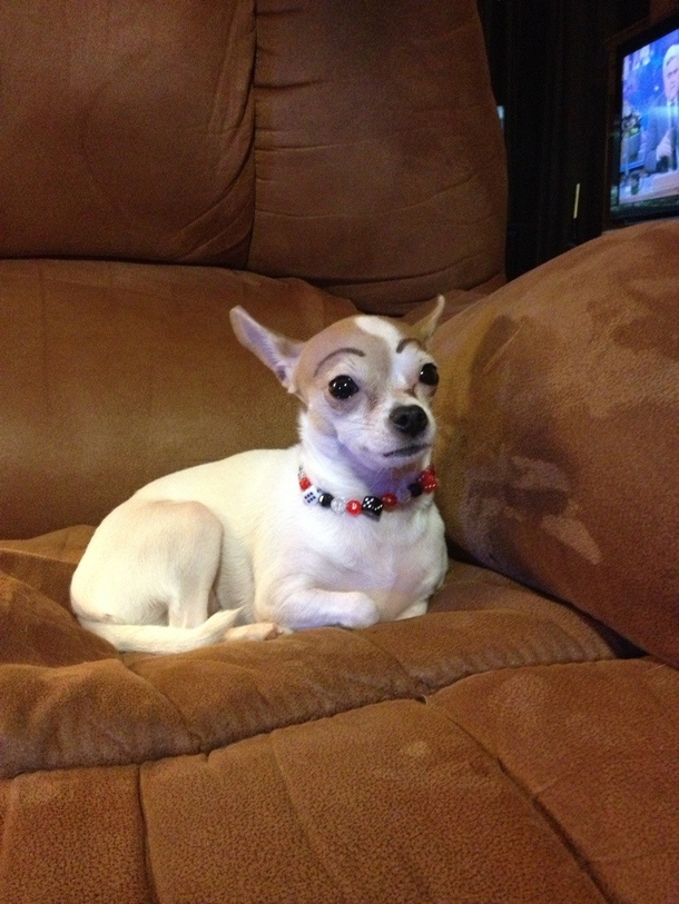 I didnt think my dog would look this good with eyebrows