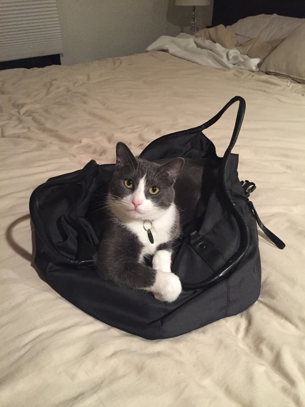 I dont always sit in bags but when I do