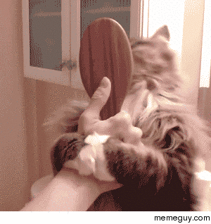 I dont even need to brush the cat it brushes itself