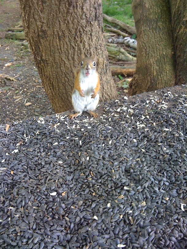 I dont know the squirrel expected this much food