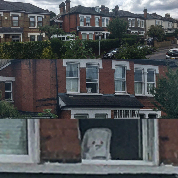 I dont know what this is but its been staring out my neighbours window and looking super depressed for weeks now
