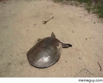 I dont know where people get the idea that turtles are slow