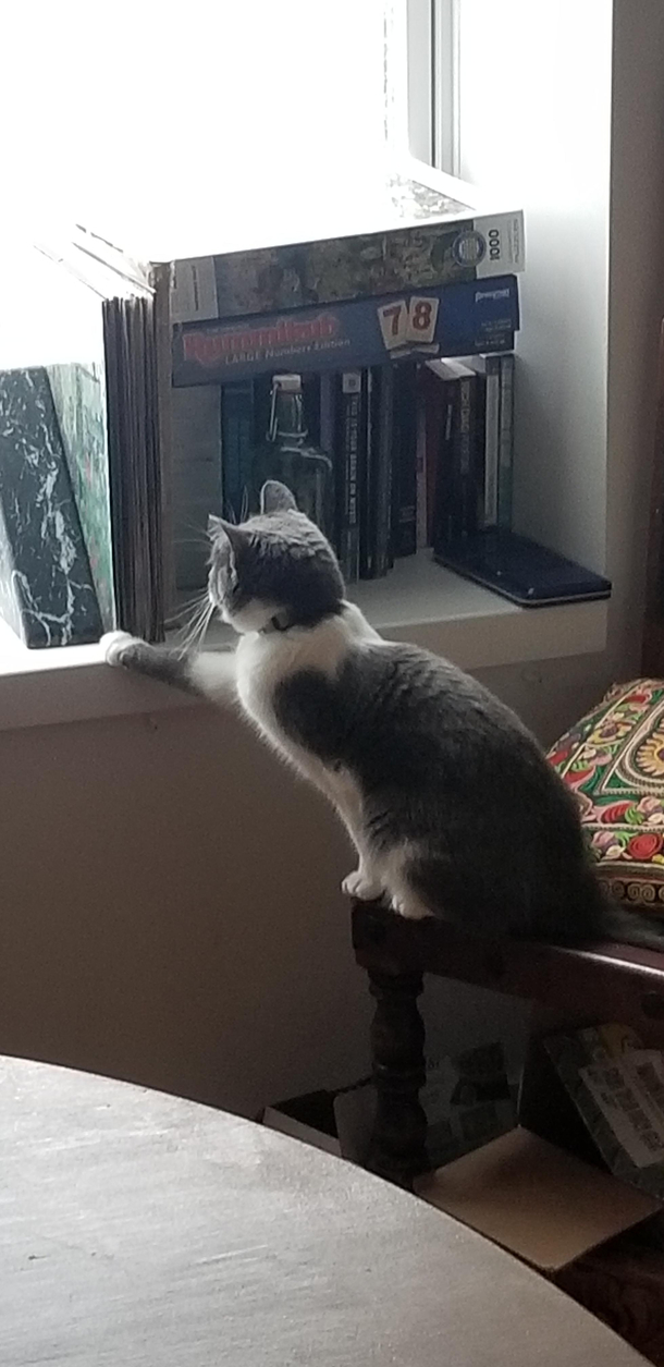 I dont know why but my cat does this every morning