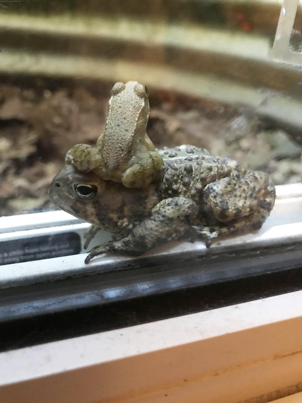 I dont really share in here but this is on my windowsill at the moment I think its hilarious