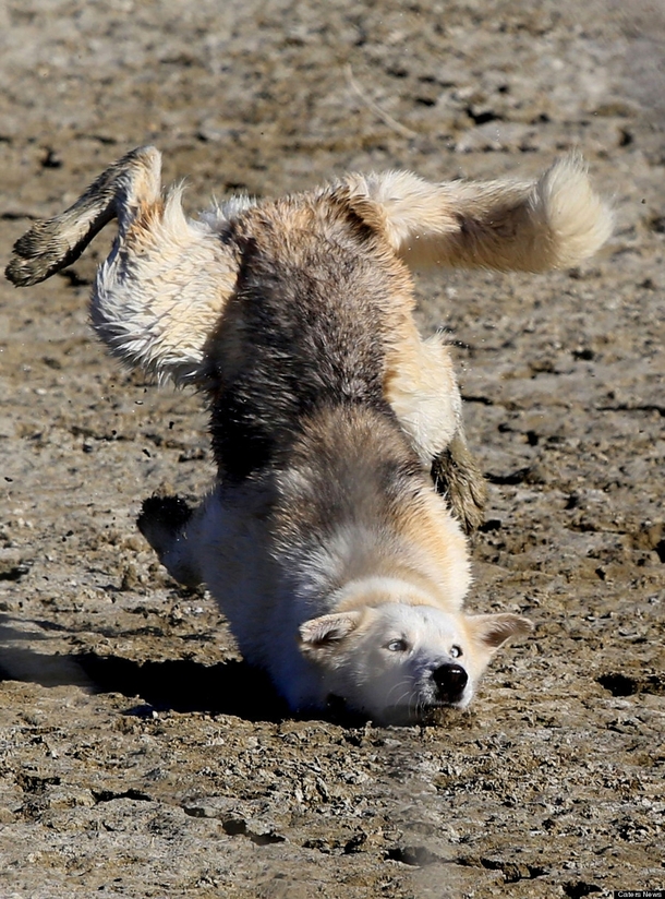 I dont think i have ever seen anything so majestic