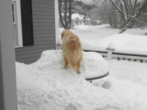 I dont think my dog has any clue where he is standing right now and I just hope the glass holds