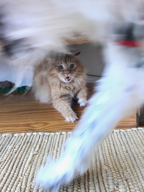 I dont think Peaches appreciated my friends dog coming over