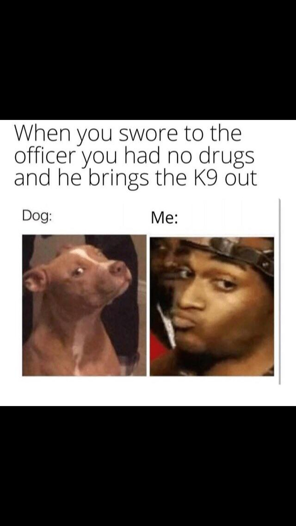 I dont trust that dog He dont like me I wouldnt trust his opinion