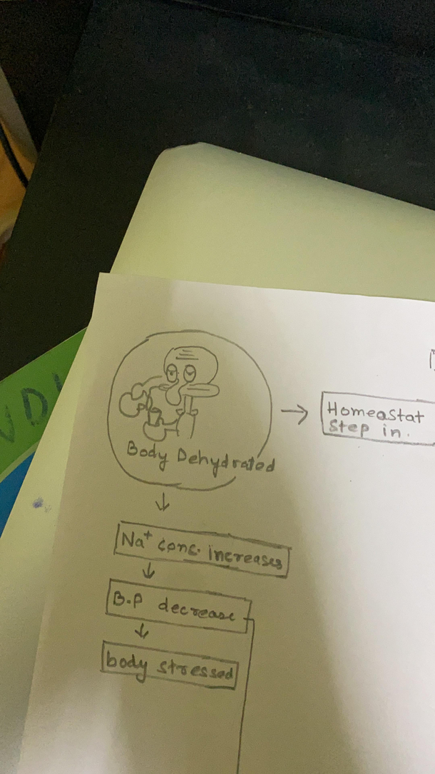 i drew squidward instead of humans on my biology assignment