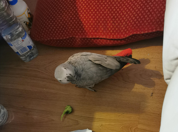 I dropped Jazzs broccoli before she got a chance to grab it She looked me straight in the eye and called me a waner Her face says it all