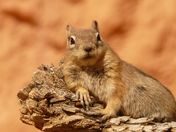 I Feel Like This Squirrel Genuinely Wants To Hear About My Day